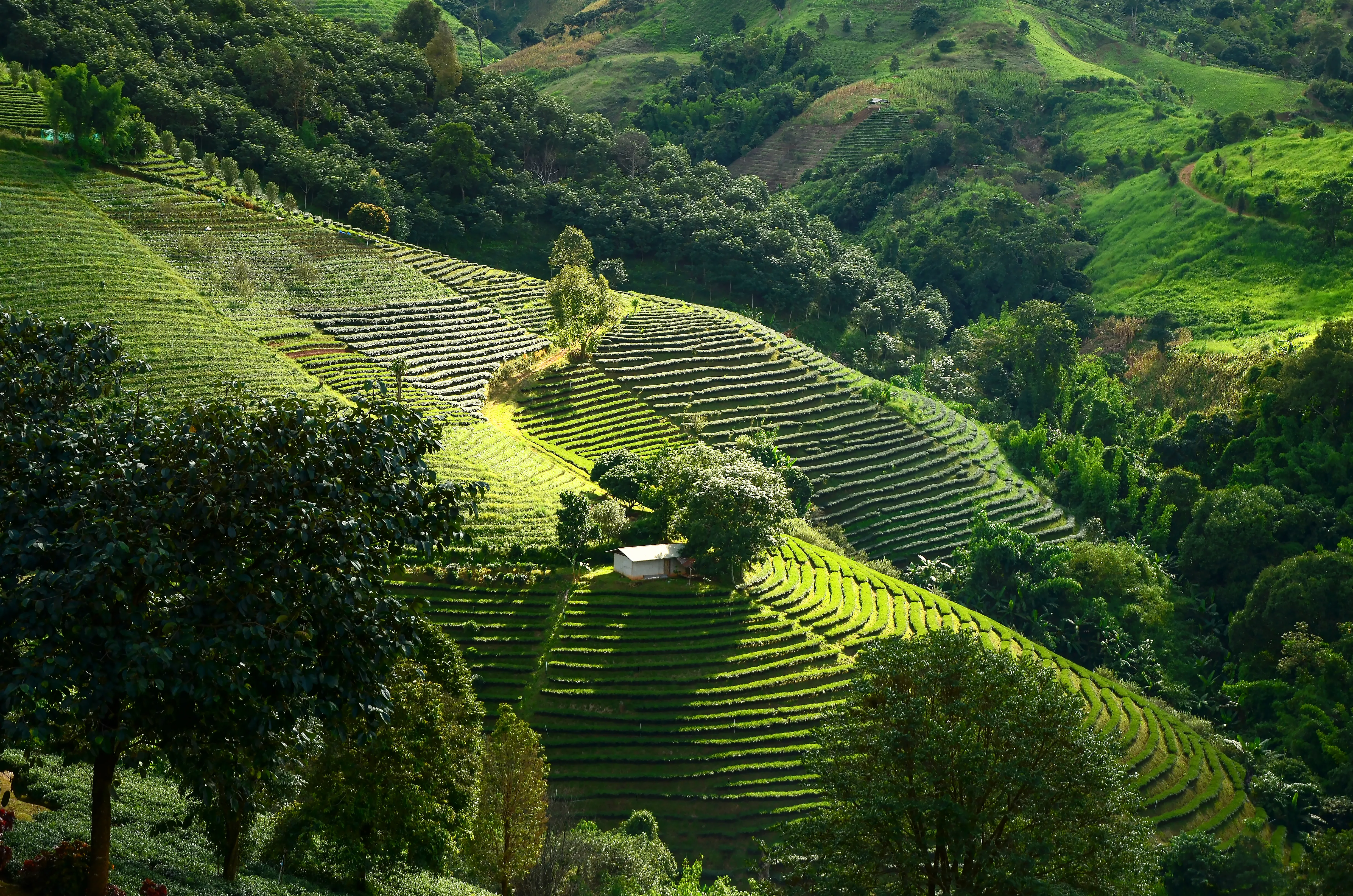 Doi Mae Salong